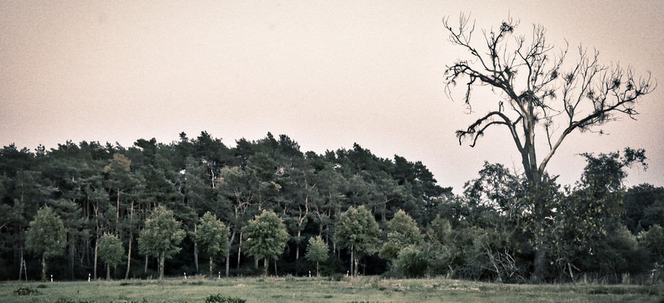 kummerkastenbaum